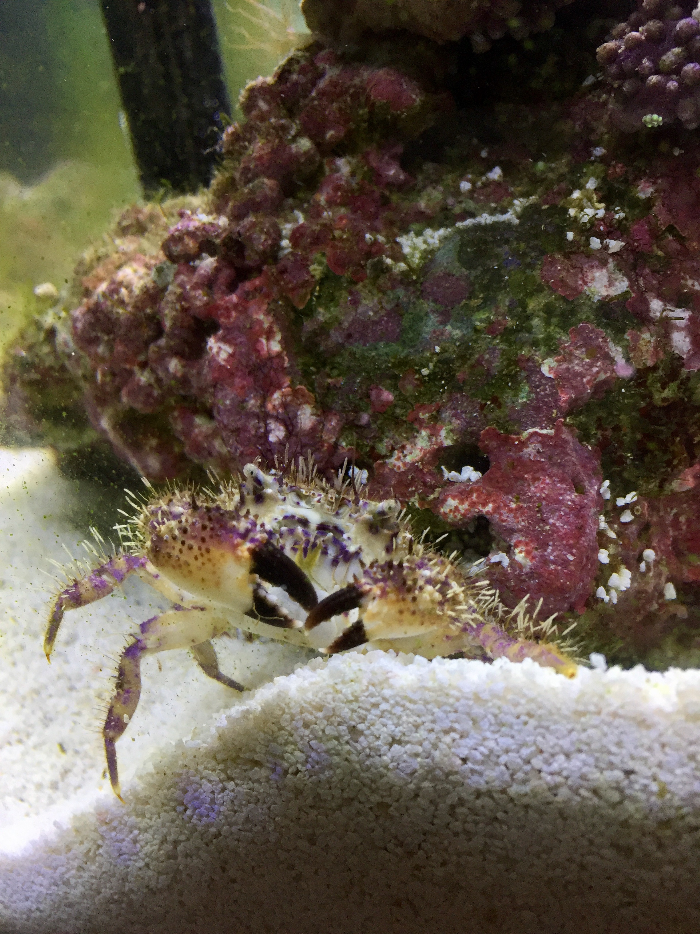 O Pinchy We Hardly New Ye O Pinchy We Hardly New Ye