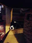 Ruby, nose on table, xmas 2013 (2)
