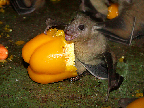 “Fruit Bat Fun” Live @ Berklee Performance Center “Fruit Bat Fun” Live @ Berklee Performance Center